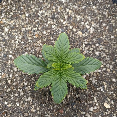 Skunk S1 BSF (Old skool pack) growlog timeline photo