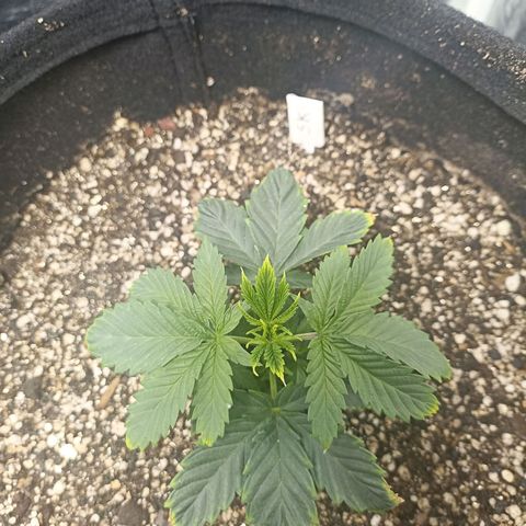 Skunk S1 BSF (Old skool pack) growlog timeline photo