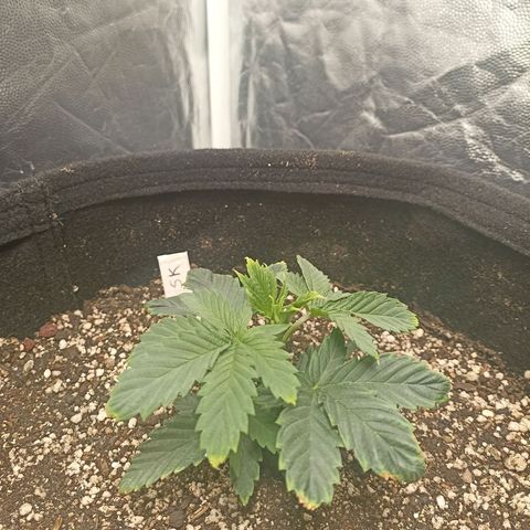 Skunk S1 BSF (Old skool pack) growlog timeline photo