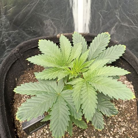 Skunk S1 BSF (Old skool pack) growlog timeline photo