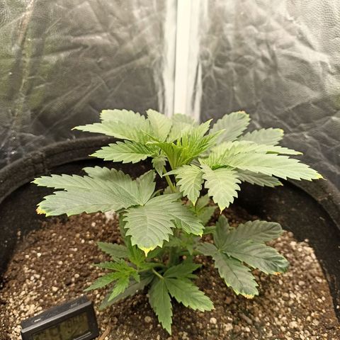 Skunk S1 BSF (Old skool pack) growlog timeline photo
