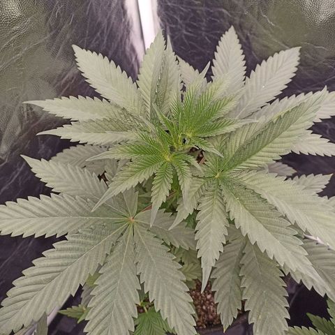 Skunk S1 BSF (Old skool pack) growlog timeline photo