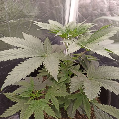 Skunk S1 BSF (Old skool pack) growlog timeline photo