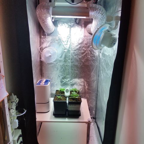 G13 Haze #1 growlog timeline photo