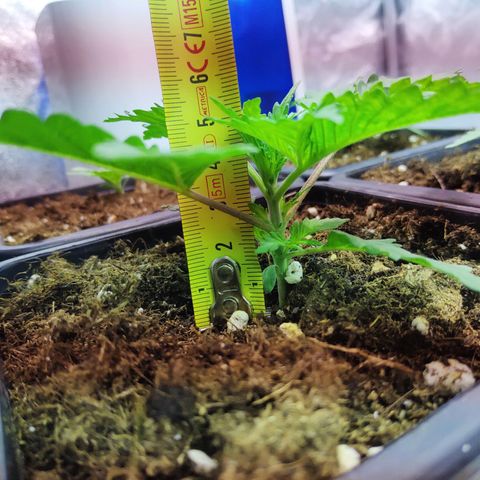 G13 Haze #1 growlog timeline photo