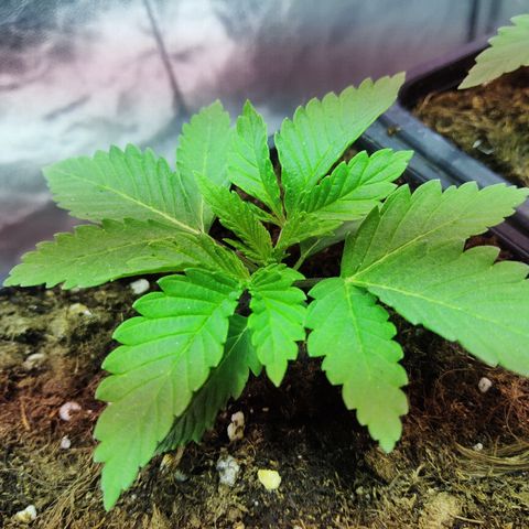 G13 Haze #1 growlog timeline photo