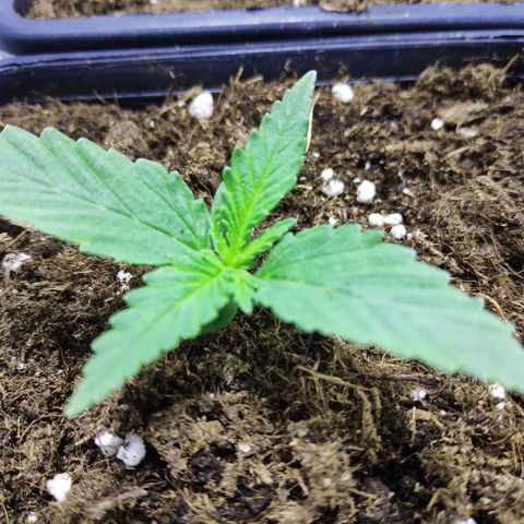 G13 Haze #1 growlog timeline photo