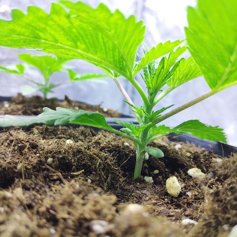 G13 Haze #1 growlog timeline photo