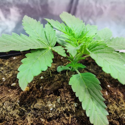 G13 Haze #1 growlog timeline photo