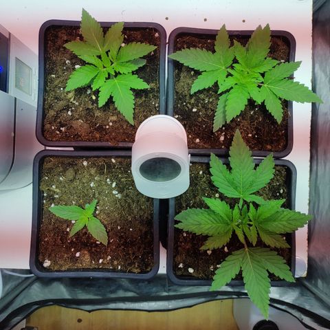 G13 Haze #1 growlog timeline photo
