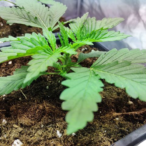 G13 Haze #1 growlog timeline photo