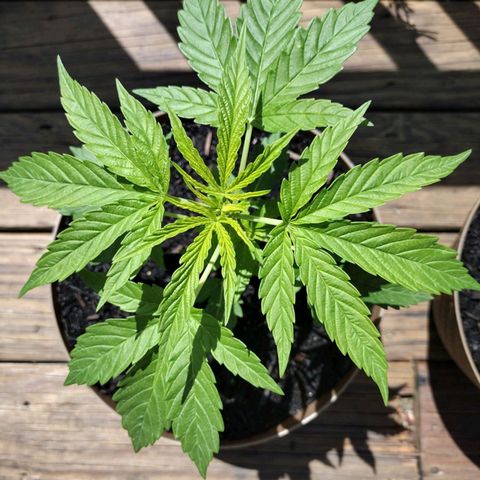 Unknown strain growlog timeline photo