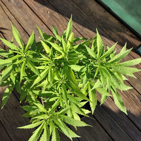 Unknown strain growlog timeline photo