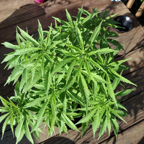 Unknown strain growlog timeline photo