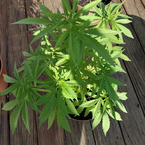 Unknown strain growlog timeline photo