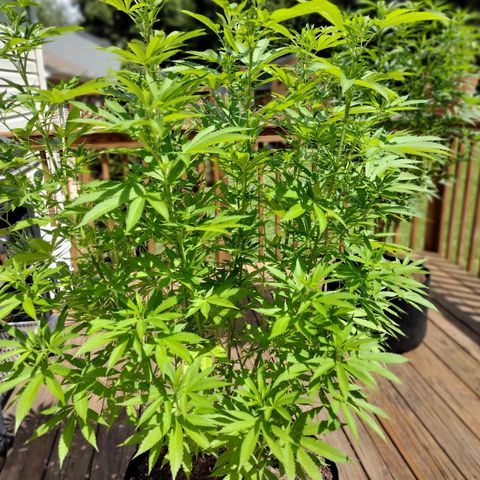 Unknown strain growlog timeline photo