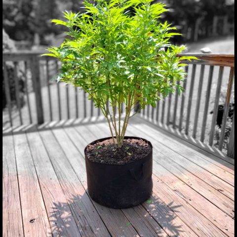 Unknown strain growlog timeline photo