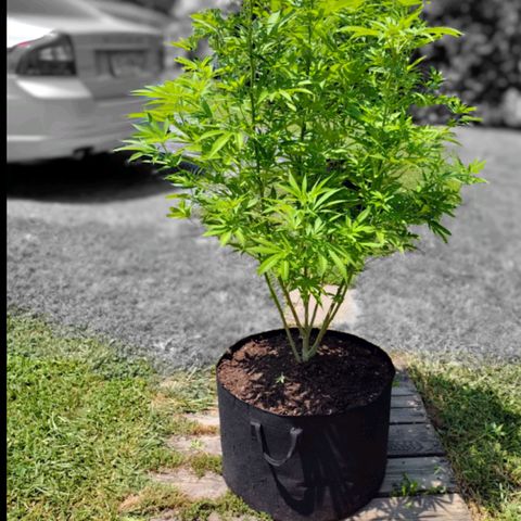 Unknown strain growlog timeline photo