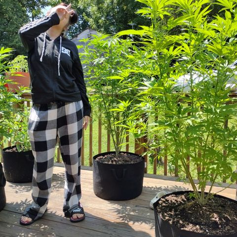 Unknown strain growlog timeline photo