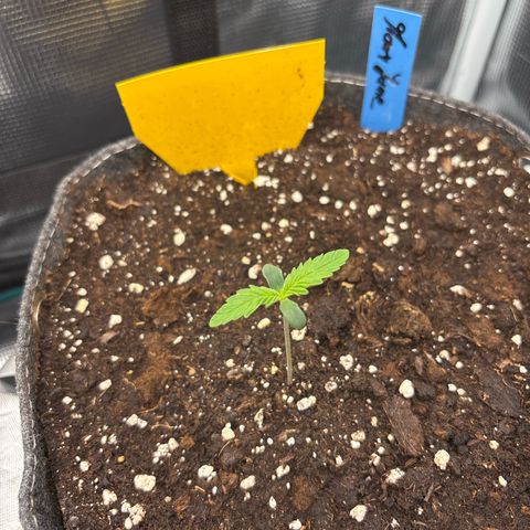 Mary Jane growlog timeline photo
