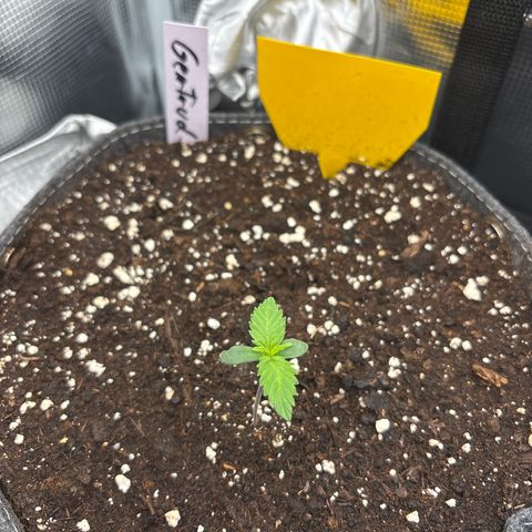 Gertrud growlog timeline photo
