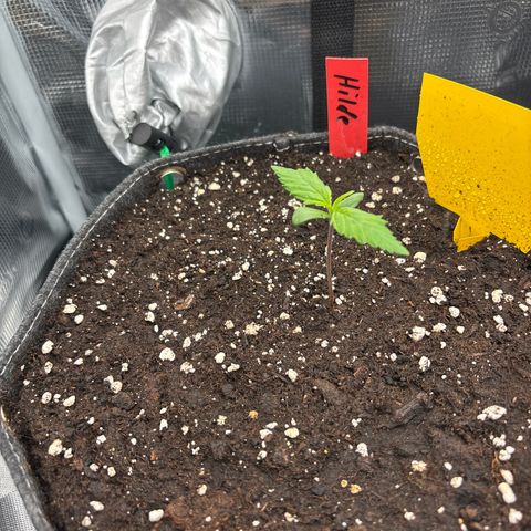 Hilde growlog timeline photo