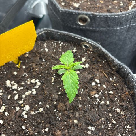 Lucy growlog timeline photo