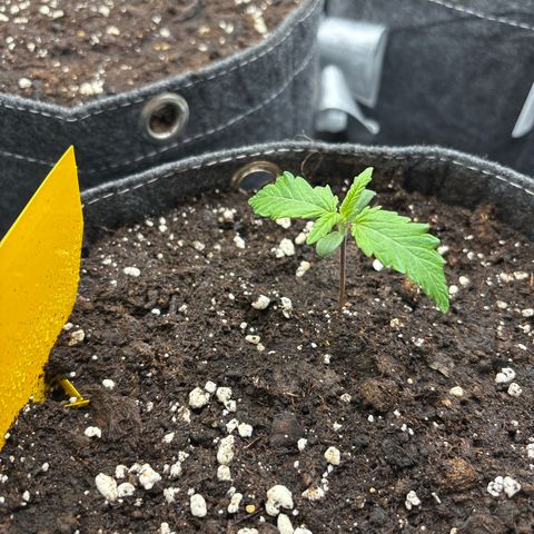 Lucy growlog timeline photo