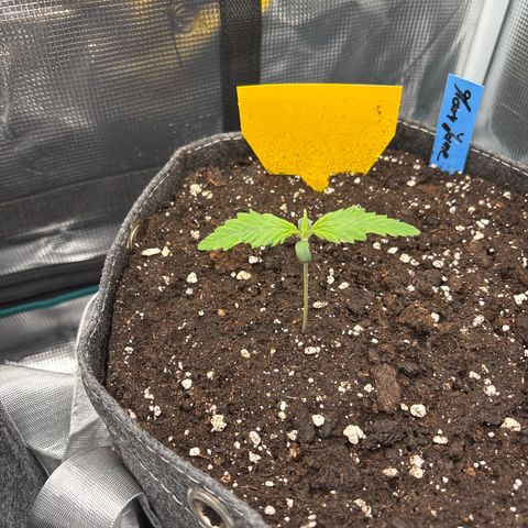 Mary Jane growlog timeline photo