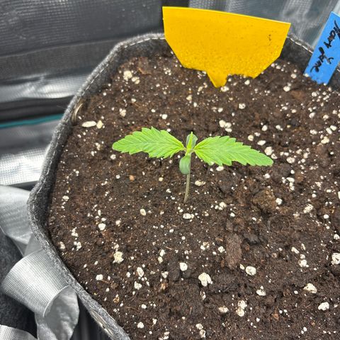 Mary Jane growlog timeline photo