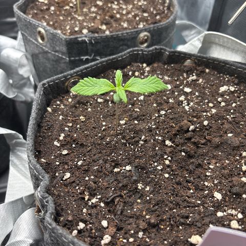 Gertrud growlog timeline photo