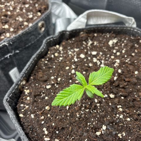Gertrud growlog timeline photo