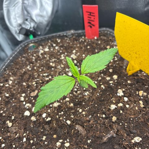 Hilde growlog timeline photo