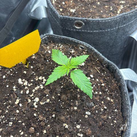 Lucy growlog timeline photo