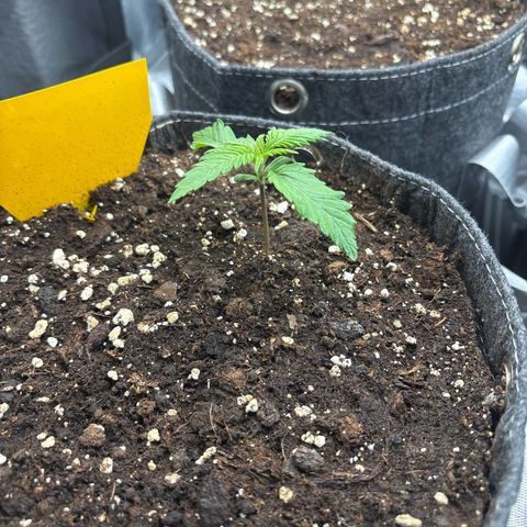 Lucy growlog timeline photo