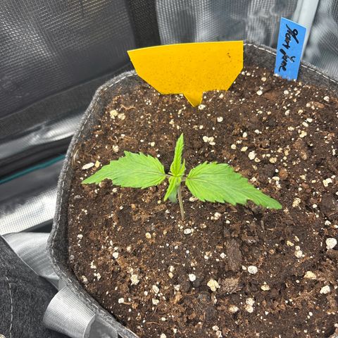 Mary Jane growlog timeline photo