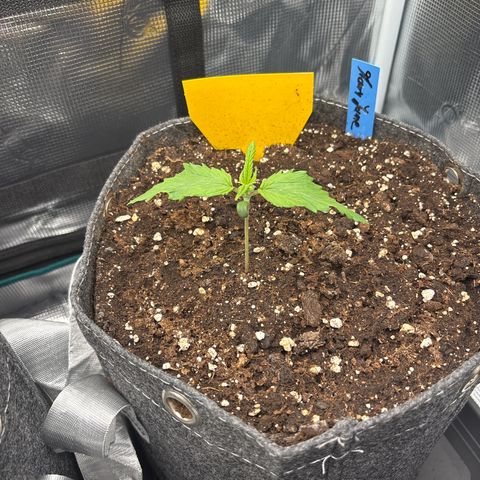 Mary Jane growlog timeline photo