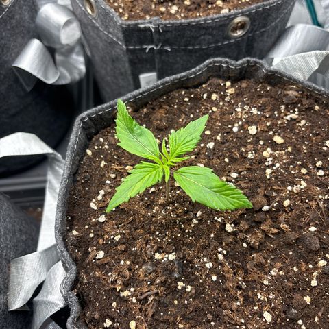Gertrud growlog timeline photo