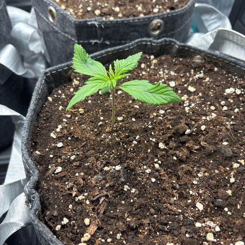 Gertrud growlog timeline photo