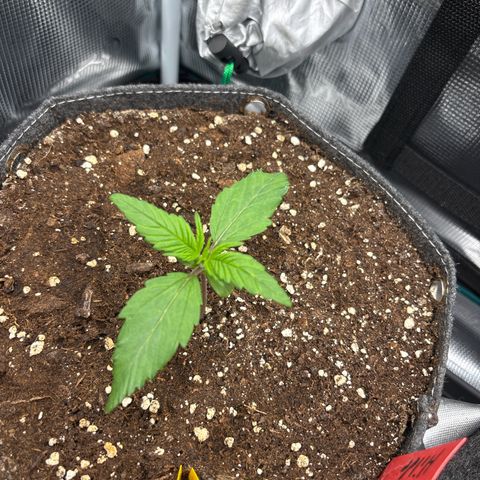 Hilde growlog timeline photo