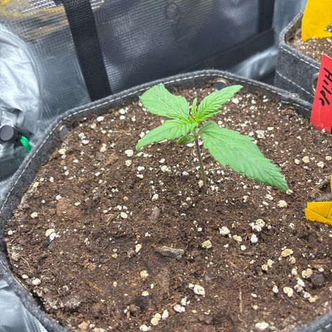 Hilde growlog timeline photo