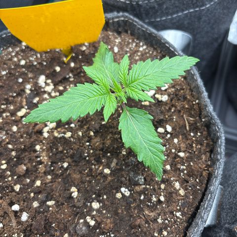 Lucy growlog timeline photo