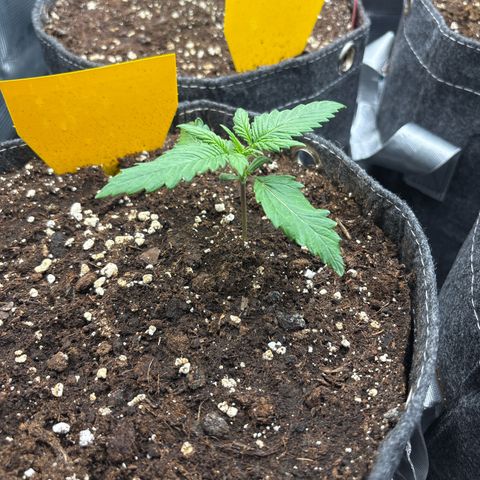 Lucy growlog timeline photo