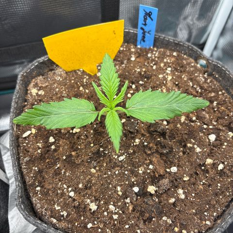 Mary Jane growlog timeline photo