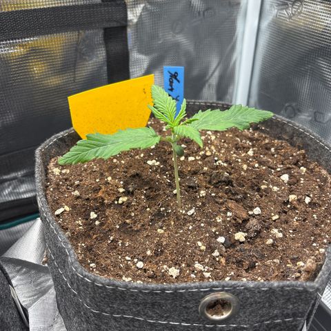 Mary Jane growlog timeline photo