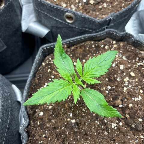 Gertrud growlog timeline photo