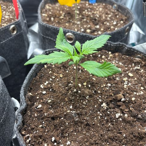 Gertrud growlog timeline photo