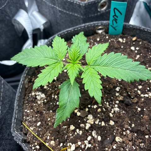 Lucy growlog timeline photo