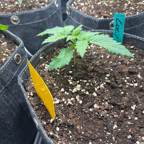 Lucy growlog timeline photo