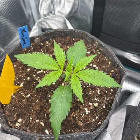Mary Jane growlog timeline photo